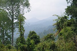 Koh Tarutao, Thailand, Primary forest.jpg