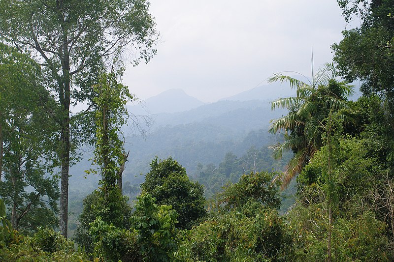 File:Koh Tarutao, Thailand, Primary forest.jpg