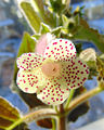 Kohleria, hybrid 'HCY's Jardin de Monet'