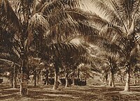 Bobongan coconut plantation near Perbaoengan