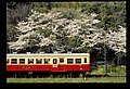 小湊鐵道上総大久保駅の桜(その2)