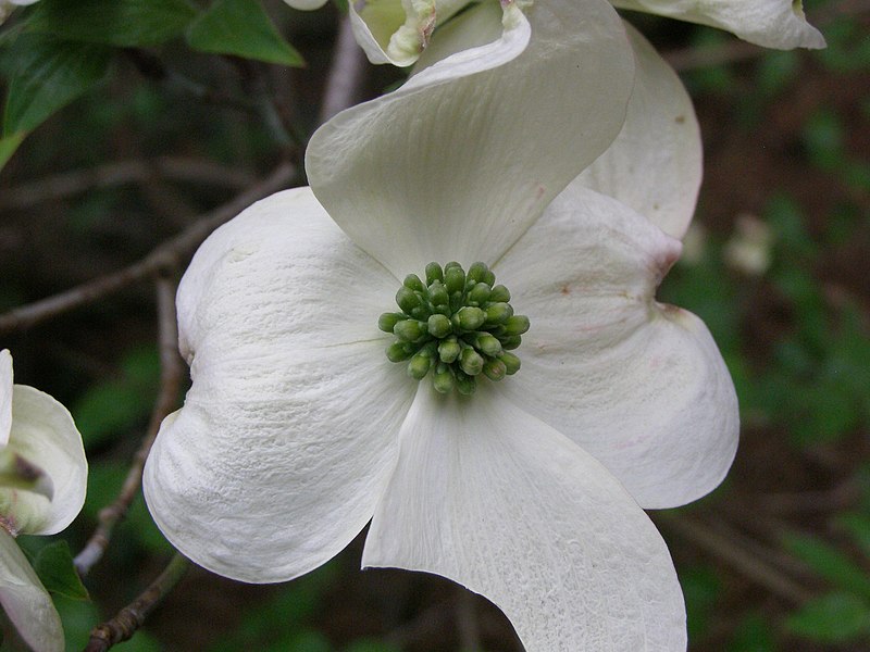 File:Kornik Arboretum deren kwiecisty.jpg