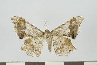 <i>Krananda oliveomarginata</i> Species of moth