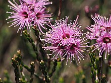 Kunzea opposita (2) .jpg