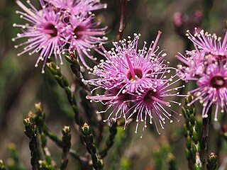 <i>Kunzea opposita</i> Species of shrub