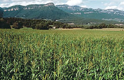 Espunyola (Berguedà), 3 d'octubre de 2003