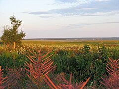 Salt marsh, Baie-de-L'Isle-Verte National Wildlife Area[17][16] The Cordgrass Trail