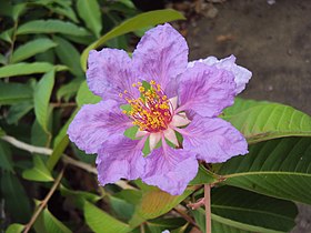 Lagerstroemia speciosa