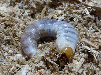 Lamprima Aurata 330px-Lamprima_aurata_larva