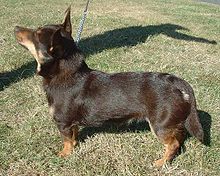 are lancashire heelers good dogs