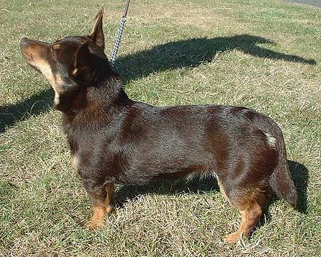 Lancashire Heeler 600.jpg