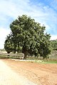 Large oak tree in dell.jpg