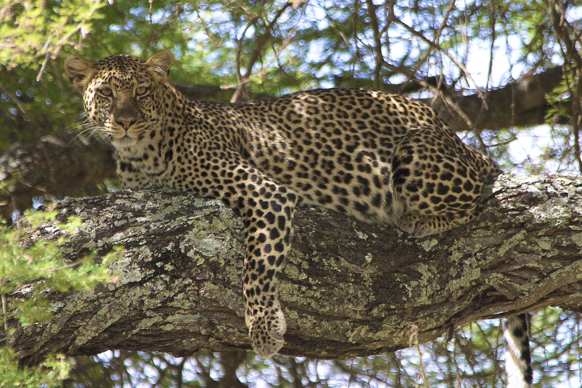 Трофейный леопард. Леопард трофей. Леопард Греции. Leopard in Tree.