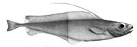 Lepidion ensiferus