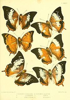 <i>Charaxes amycus</i> Species of butterfly