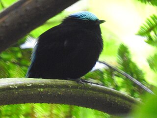 <span class="mw-page-title-main">Cerulean-capped manakin</span> Species of bird