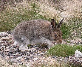 Lièvre écossais Lepus timidus scoticus