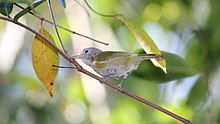 Lesser Greenlet (Hylophilus decurtatus) (7222933432).jpg