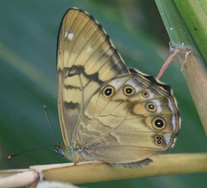 File:Lethe callipteris in Mount Haku 2011-07-17.jpg