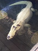 Leucistic alligator