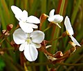 Flor de Libertia