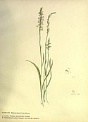 Lilies and orchids (Plate XIV) (6279408897).jpg
