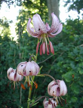 Krans-Lilje (Lilium martagon) i blomst.