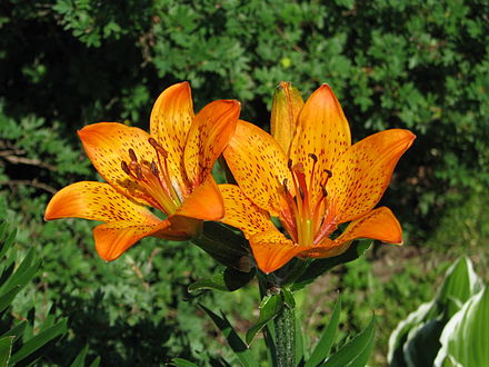 Lilium. Лилия пенсильванская Даурская. Лилия пенсильванская Даурская Lilium pensylvanicum. Лилия Даурская саранка. Лилия Лилия пенсильванская.