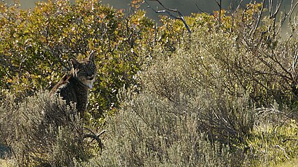 Iberian lynx