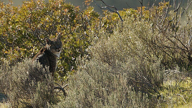 File:Lince ibérico 05.jpg