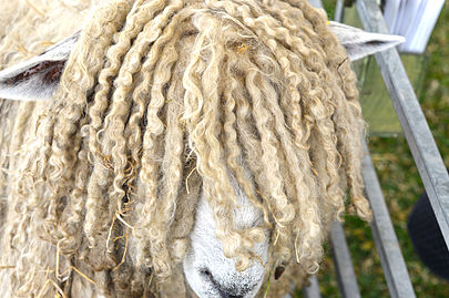 A Lincoln Longwool Lincoln sheep.jpg