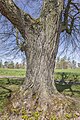 * Nomination One of the "two lime trees at Baunachweg" natural monument near Leuzendorf --Plozessor 05:30, 15 February 2024 (UTC) * Promotion Good quality --Llez 06:50, 15 February 2024 (UTC)