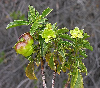 <i>Llagunoa</i> Genus of flowering plants