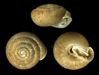 <i>Lobosculum</i> genus of molluscs
