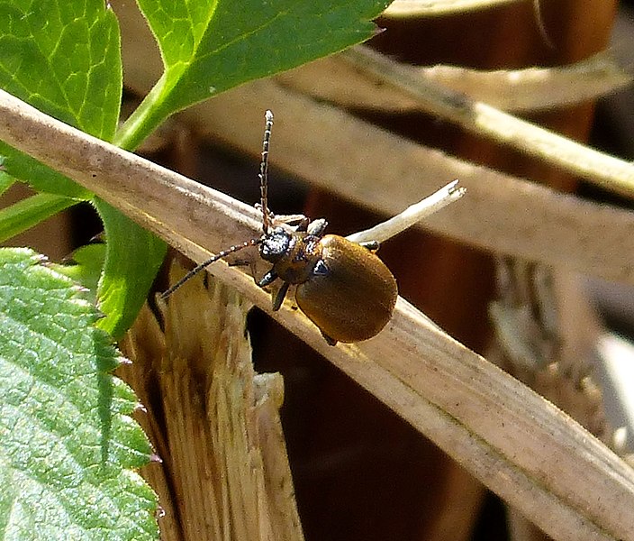 File:Lochmaea caprea- Willow leaf Beetle probably (33690010780).jpg