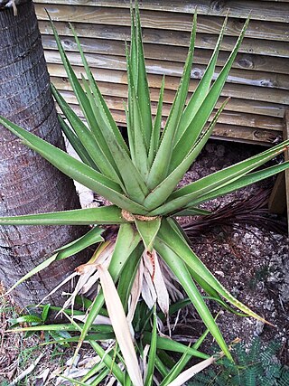 <i>Aloe tormentorii</i> Species of succulent