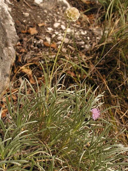 File:Lomelosia (Scabiosa) graminifolia.JPG