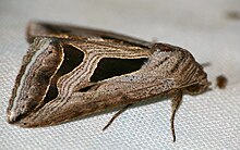 Lange Dreiecksmotte (Cuneisigna obstans) (31636819254) .jpg