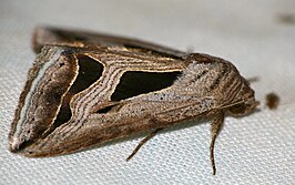 Cuneisigna obstans