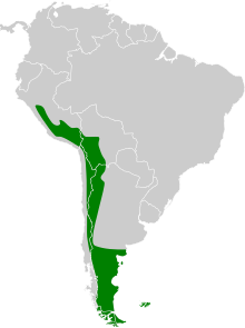 Lophonetta specularioides map.svg