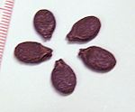 Luffa acutangula seeds.jpg