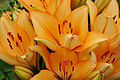 * Nomination Details of orange lilies (Lilium x cultivar), in a garden, France. --JLPC 19:14, 17 February 2013 (UTC) * Promotion Good Quality --Rjcastillo 21:35, 17 February 2013 (UTC)