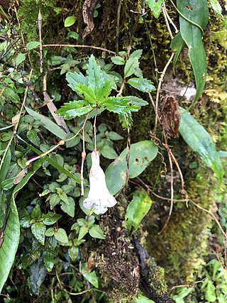 <i>Lysionotus</i> Genus of flowering plants