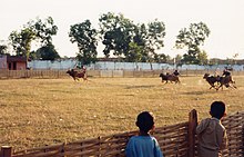 Bull racing in Sumenep, Madura