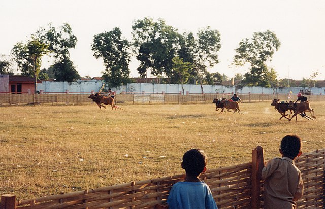 Bull racing in Sumenep, Madura