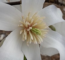 Flower detail