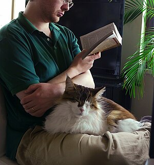 Mainecoon-lap.jpg