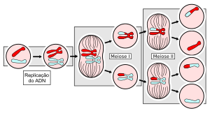 Meiose