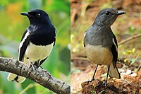 Masculino Feminino Oriental Magpie Robin Fotografia por Shantanu Kuveskar.jpg