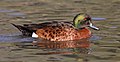 Male Chestnut Teal